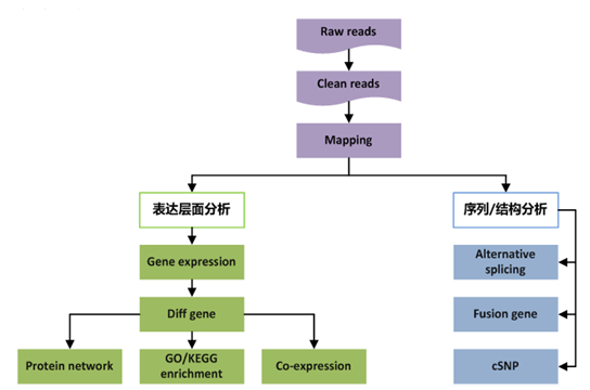 真核轉(zhuǎn)錄組測(cè)序分析流程圖