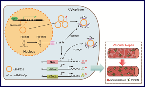 入股不虧！你必須 pick 的 circRNA