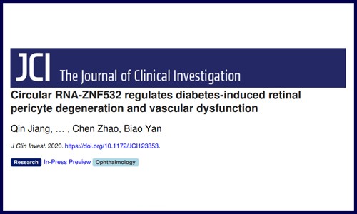 circRNA-ZNF532 調(diào)節(jié)糖尿病引起的視網(wǎng)膜周細(xì)胞變性和血管功能障礙