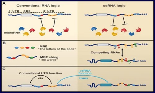 鎖定！ceRNA 研究思路！
