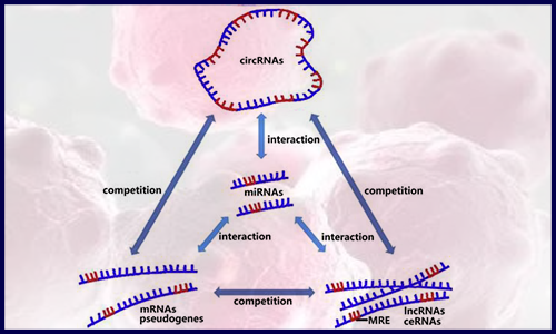 干貨 | 解鎖病毒 circRNA 數(shù)據(jù)庫資源