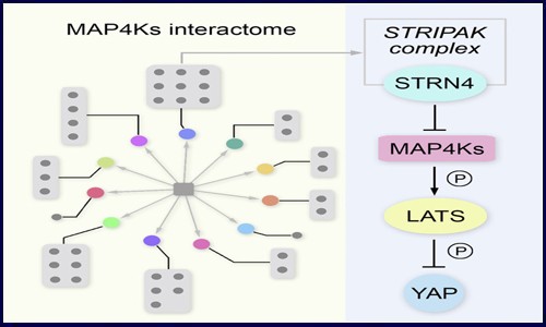 基于蛋白質(zhì)組學(xué)分析揭示癌癥發(fā)生機制的研究思路
