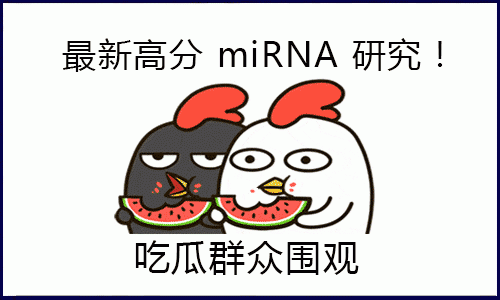 “吃瓜”一線，圍觀高分 miRNA 研究！