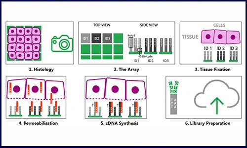炙“熱”一夏，伯豪生物空間轉(zhuǎn)錄組測序服務(wù)，你 Pick 了嗎？