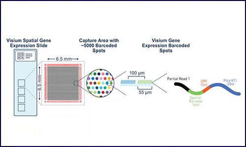 Visium 空間轉(zhuǎn)錄組丨哪些常見問題？這里有你想要的答案！