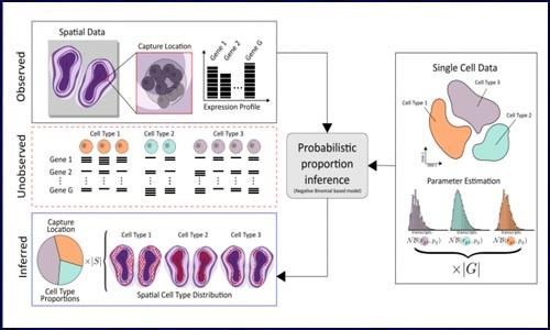 干貨 | 空間轉(zhuǎn)錄組聯(lián)合單細(xì)胞測(cè)序闡明細(xì)胞類型及空間位置信息