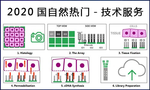 國自然熱點(diǎn) | 伯豪生物空間轉(zhuǎn)錄組測(cè)序服務(wù)，你 Pick 了嗎？