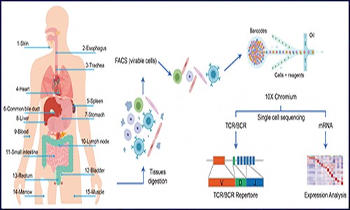 單細(xì)胞測(cè)序 | 繪制同一人體 15 個(gè)器官細(xì)胞圖譜，揭示器官異質(zhì)性