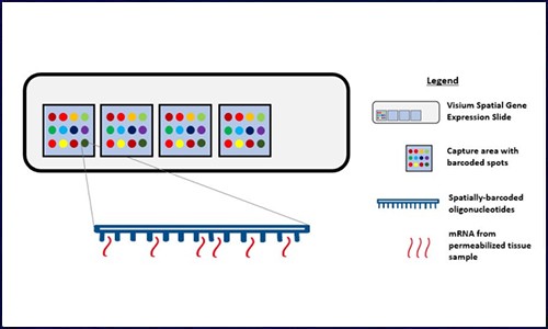 空間轉(zhuǎn)錄組測(cè)序技術(shù)│在免疫治療中的應(yīng)用潛力和前景