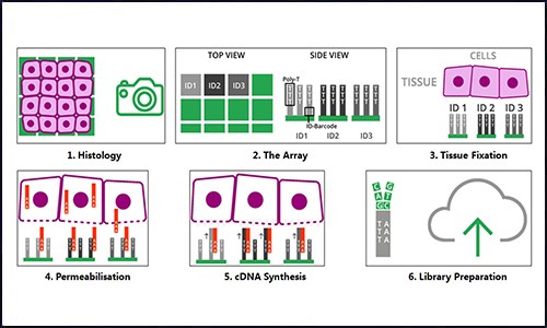 空間轉(zhuǎn)錄組 | 干貨分享 - 詳解空間轉(zhuǎn)錄組數(shù)據(jù)分析！