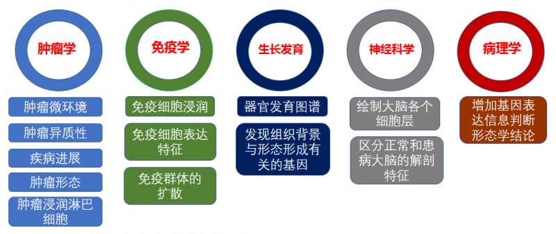 空間轉(zhuǎn)錄組的應用方向