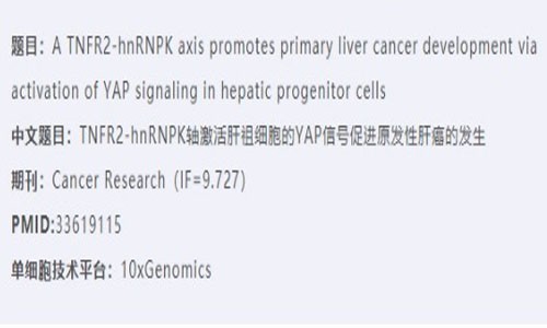 項目新文 | Cancer Research 單細胞測序輔助探索肝祖細胞原發(fā)性肝癌的秘密