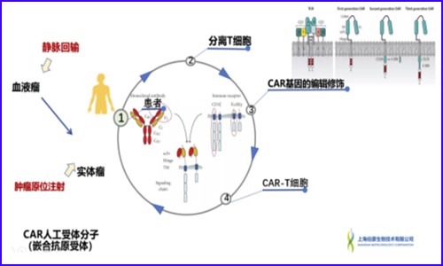 單細(xì)胞測序技術(shù)│在免疫療法中的關(guān)鍵作用！