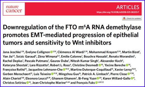 Nature Cancer 發(fā)文 |RNA 甲基化狀態(tài)與多種上皮癌的侵襲和轉(zhuǎn)移表型密切相關(guān)