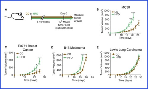 CELL 文章 | 代謝組 + 蛋白組 + 單細胞轉錄組揭示肥胖重塑腫瘤微環(huán)境的作用機制