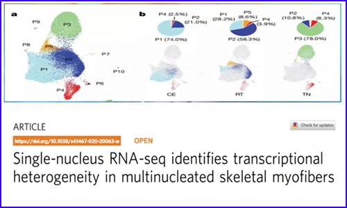 文獻解讀 |snRNA-seq 揭示了一個調(diào)節(jié)產(chǎn)熱的脂肪細胞亞群