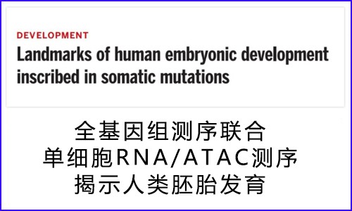 文獻解讀 | 全基因組測序聯(lián)合單細胞核 RNA/ATAC 測序揭示人類胚胎發(fā)育