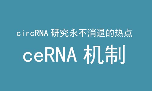 ceRNA 機(jī)制 |CircRNA 研究永不消退的熱點(diǎn)！