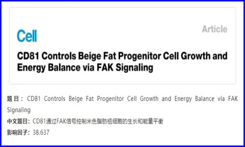 發(fā)育生物學(xué) | 單細(xì)胞測(cè)序解析米色脂肪的發(fā)育