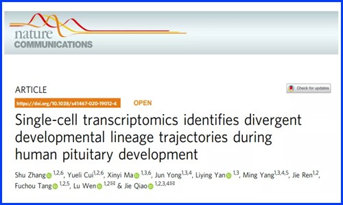 發(fā)育生物學(xué) | 單細(xì)胞測(cè)序揭示人垂體發(fā)育過程中不同譜系的軌跡