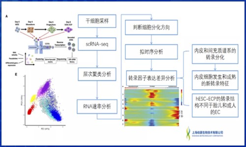 發(fā)育生物學 | 單細胞 RNA 測序揭示多能干細胞來源的內皮細胞分化軌跡