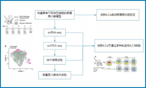 免疫研究 | 銀屑病皮膚駐留的先天淋巴細胞向致病效應狀態(tài)轉變
