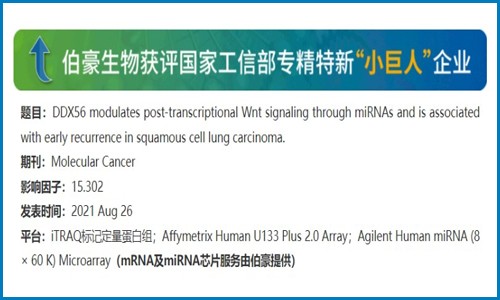 項目文章 |DDX56 通過 miRNAs 調節(jié)轉錄后 Wnt 信號并與鱗癌早期復發(fā)相關
