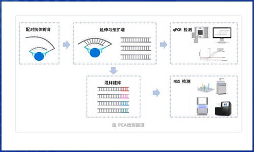 Olink 蛋白組技術在尋找疾病蛋白質標志物中的應用