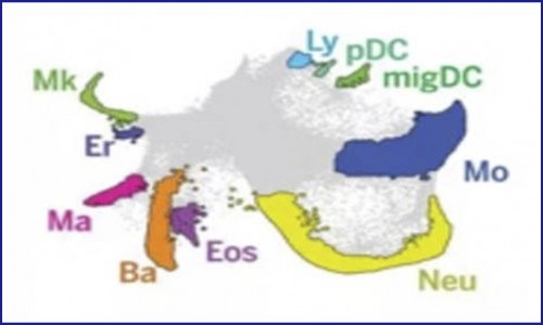 細胞分化過程中狀態(tài)圖譜與細胞命運圖譜