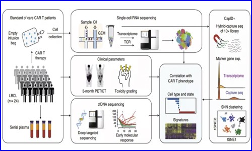 單細胞測序 | 揭示 CAR- T 細胞治療大 B 細胞淋巴瘤患者的特征