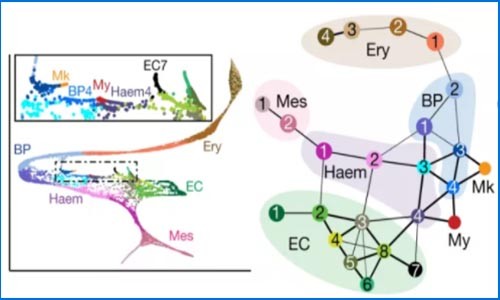 單細(xì)胞測序 | 單細(xì)胞測序描述小鼠原腸胚形成和發(fā)育的軌跡