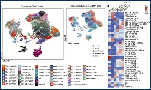 免疫研究 | 單細(xì)胞測(cè)序揭示肝癌免疫微環(huán)境的動(dòng)態(tài)特征
