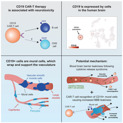 實(shí)驗(yàn)思路
