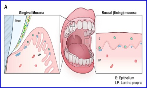 文獻(xiàn)解讀 | 單細(xì)胞測序揭示口腔黏膜單細(xì)胞圖譜及牙周炎發(fā)病機(jī)制