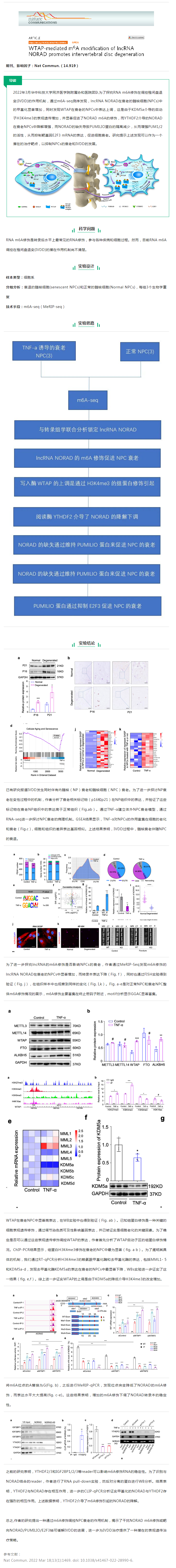 文獻解讀_WTAP 介導(dǎo)的 lncRNA NORAD 的 m6A 修飾促進椎間盤退變（IVDD）