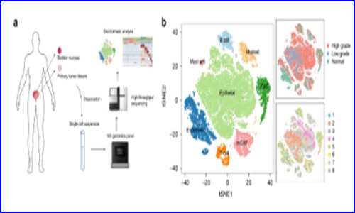文獻(xiàn)解讀 | 單細(xì)胞測序研究膀胱癌中癌癥相關(guān)成纖維細(xì)胞