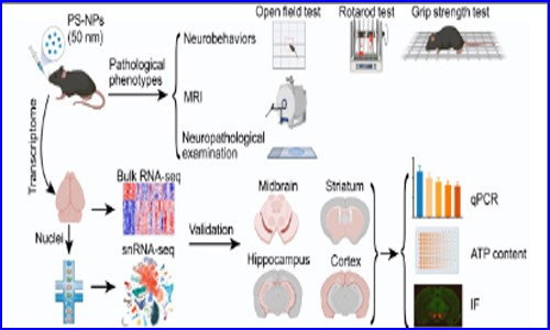 項目文章 | 伯豪生物單細胞核測序助力發(fā)現(xiàn)納米塑料誘發(fā)帕金森樣神經退行性病變