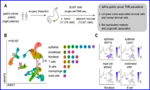 文獻分享 | 單細胞轉錄組測序胃癌組織研究成纖維細胞促癌機制