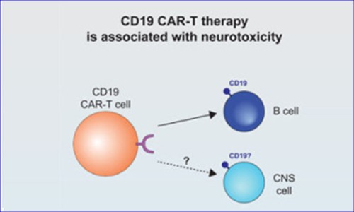 單細(xì)胞測(cè)序技術(shù) | 應(yīng)用 CAR- T 細(xì)胞副作用