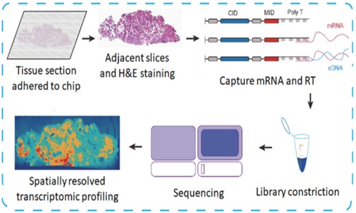 項目文章 | 空間轉錄組組織制備的臨床挑戰(zhàn)