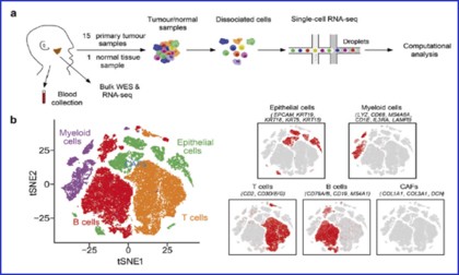 文獻(xiàn)解讀 | 單細(xì)胞轉(zhuǎn)錄組學(xué)揭示與鼻咽癌預(yù)后相關(guān)的免疫細(xì)胞多樣性和免疫亞群的潛在調(diào)控因子