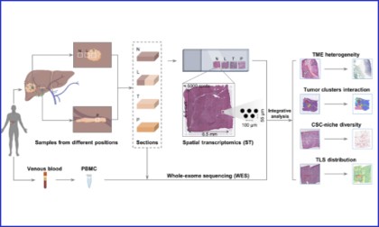 文獻(xiàn)解讀 | 空間多組學(xué)揭示原發(fā)性肝癌空間異質(zhì)性圖譜