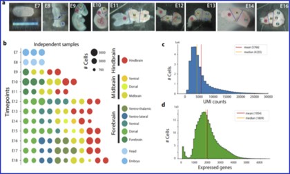 文獻(xiàn)分享 | 單細(xì)胞測序探究小鼠胚胎時期腦組織發(fā)育過程