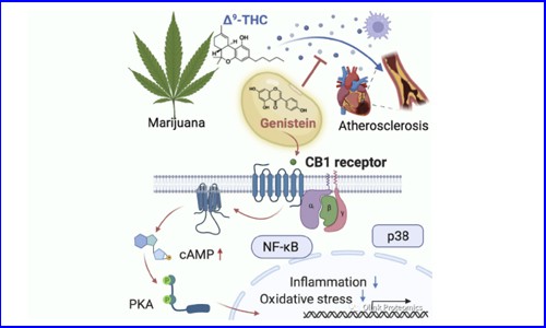 Cell 新作 | 大豆中異黃酮可通過抑制血漿炎癥標(biāo)志物減輕大麻引起的血管炎癥