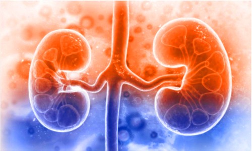 Sci Adv| 基于 8 萬 + 單細胞多組學(xué)數(shù)據(jù)成功繪制第一版高精度人類腎臟參考圖譜