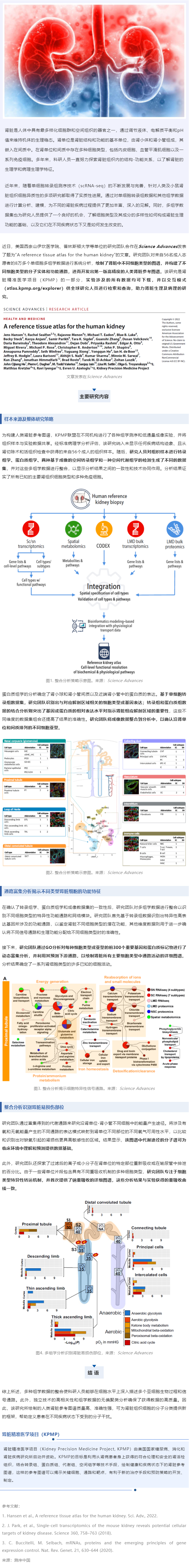 Sci Adv _ 基于 8 萬 + 單細(xì)胞多組學(xué)數(shù)據(jù)成功繪制第一版高精度人類腎臟參考圖譜