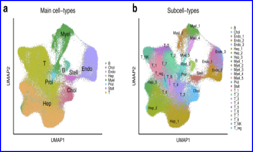文獻(xiàn)解讀 |snRNA-seq 和 scRNA-seq 鑒定影響生存的肝細(xì)胞癌相關(guān)細(xì)胞類(lèi)型