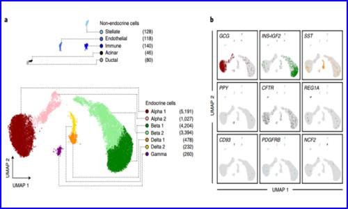 項(xiàng)目文章 | 單細(xì)胞抽核，snATAC-seq 技術(shù)揭示糖尿病風(fēng)險(xiǎn)相關(guān)的胰島特異性調(diào)控元件