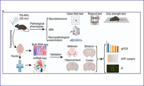 項(xiàng)目文章 | 伯豪生物單細(xì)胞核測序助力發(fā)現(xiàn)納米塑料誘發(fā)帕金森樣神經(jīng)退行性病變