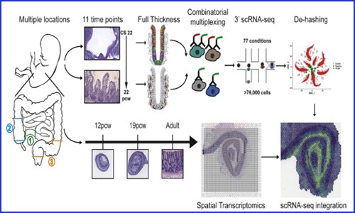 項目文章 | 單細(xì)胞測序聯(lián)合空間轉(zhuǎn)錄組繪制人類腸道時空發(fā)育圖譜